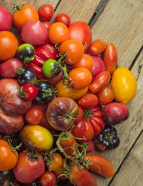 Çeşitli domates hasadı. Organik yeşil, kırmızı, sarı, turuncu domatesler. Değişik renkte domatesler. Domatesler farklıdır..