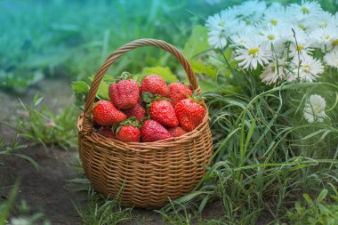 Sepette çilek topluyorum. Açık havada mis kokulu çilek. Yapraklı çeşitli sulu çilekler..