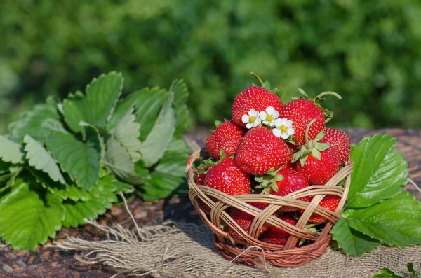 一篮子新鲜采摘的草莓在浆果花园里 新鲜采摘的草莓 在花园里的木篮里采摘成熟的有机草莓 — 图库照片