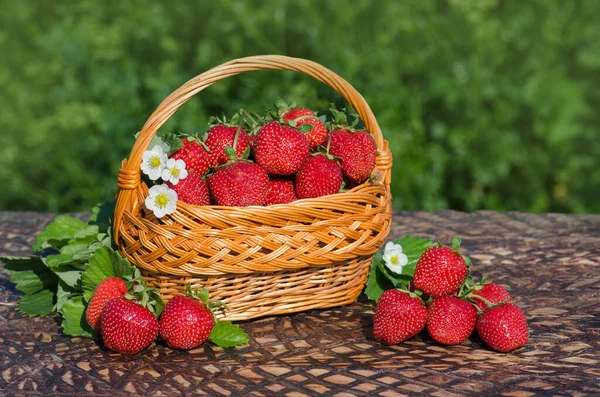 Cesta Fresas Recién Cosechadas Jardín Bayas Fresas Recién Recogidas Recoger — Foto de Stock