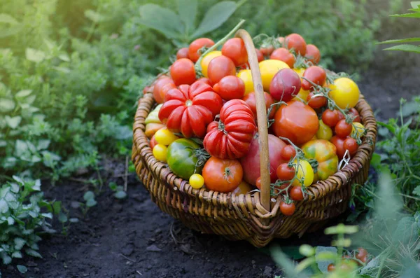 Ωρίμασε Βιολογικές Ντομάτες Κήπου Έτοιμες Για Συγκομιδή Στο Χωράφι Μια — Φωτογραφία Αρχείου