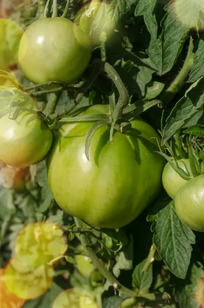 Gröna Omogna Ekologiska Tomater Busken Gröna Tomater Som Växer Grenarna — Stockfoto