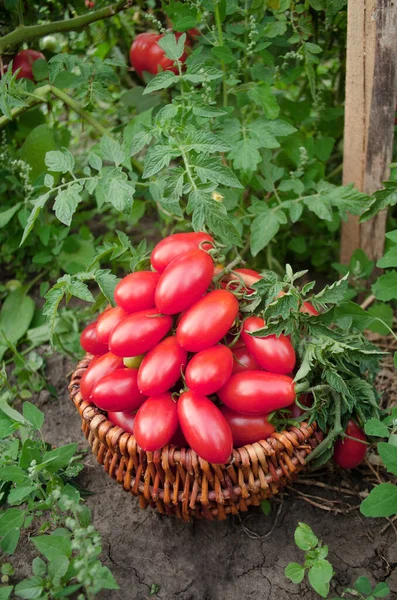 Tomates Ameixa Italianos Cesta Tomates Vermelhos Ameixa Cesta Vime Tomate — Fotografia de Stock