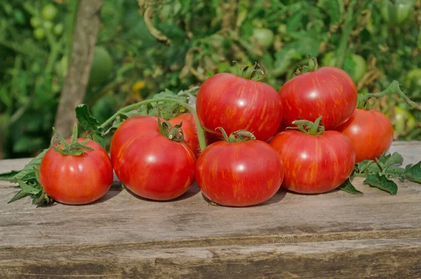 Tomates Mesa Madeira Pico Tomates Frescos Mesa Madeira Conceito Produto — Fotografia de Stock