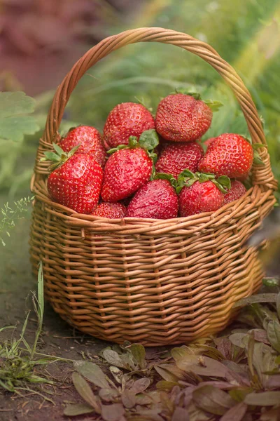 Strawberry with leaf and blooming flower close up. Strawberries at sunny day. Ripe summer red garden strawberry