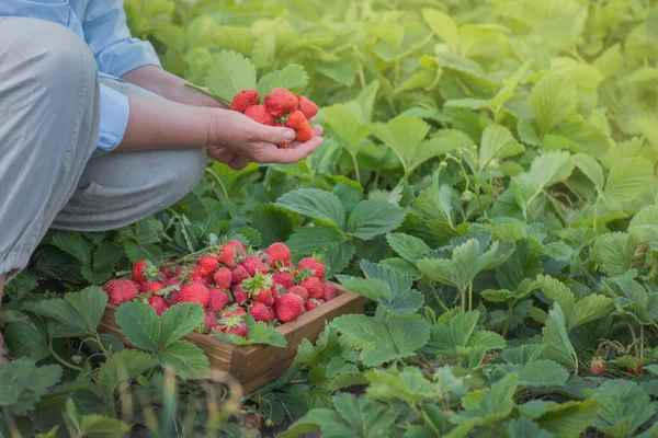 Strawberry growers working with harvest in greenhouse. Woman\'s hands are holding strawberries. Female hands holding fresh strawberries.