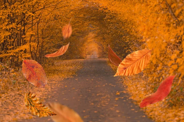 Border frame of autumn leaves falling on landscape background. Frame from colorful autumn leaves in the forest.