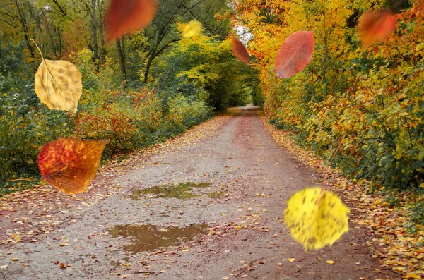 Jasne Kolorowe Jesienne Liście Tła Spadająca Jesień Pozostawia Naturalne Tło — Zdjęcie stockowe