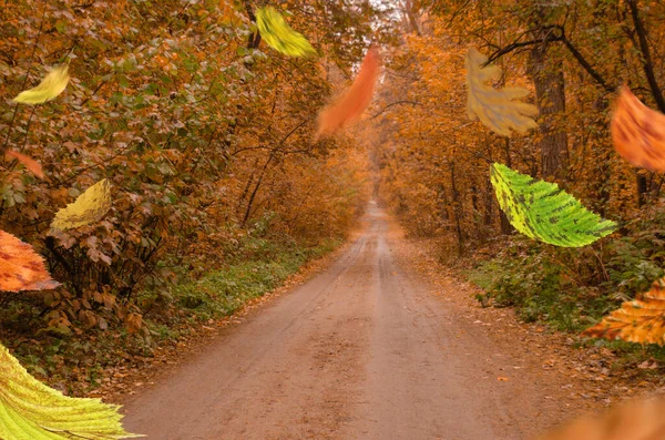 Rama Graniczna Jesiennych Liści Spadających Tło Krajobrazu Ramka Kolorowych Jesiennych — Zdjęcie stockowe