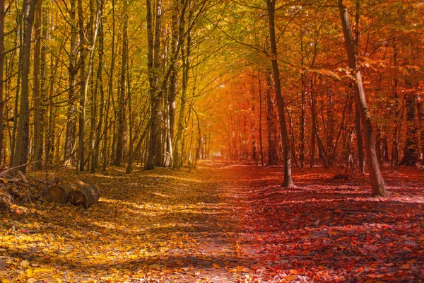 Unglaubliche Aussicht Auf Den Herbstwald Toller Sonniger Wald Schöne Waldlandschaft — Stockfoto