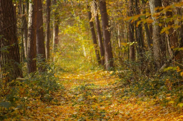 Осенние Листья Леса Зеленая Трава Ботанический Цветочный Осенний Фон День — стоковое фото