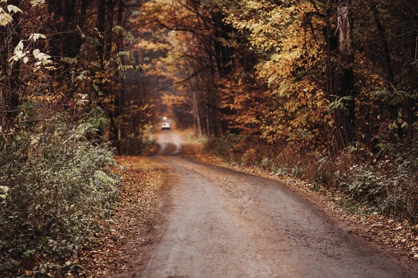 The road passing through dark mystical atmosphere park. Mysterious fairy forest in a fog. Foggy autumn forest. Autumn dark forest with rural road