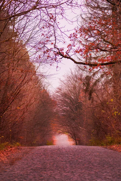 Sonbahar Orman Tüneli Ağaçlardan Çalılardan Oluşan Orman Tüneli Sonbahar Karamsar — Stok fotoğraf