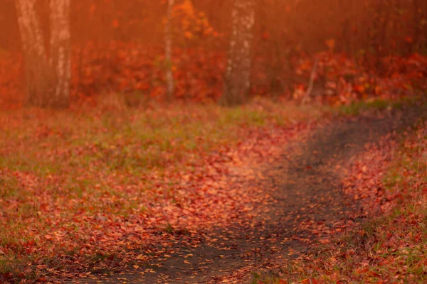 Foresta Maestosa Con Fogliame Caduto Terra Parco Con Travi Soleggiate — Foto Stock