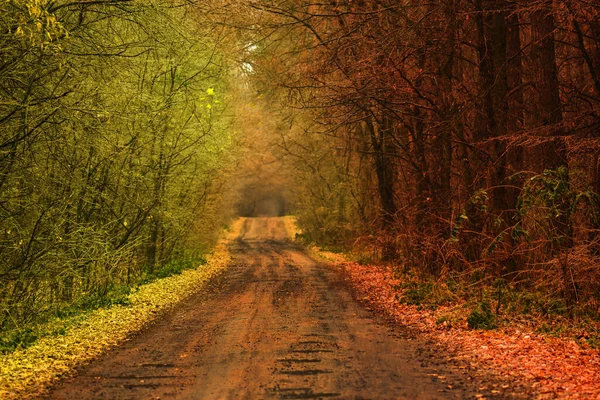 Herbstwald Landschaft Mit Angenehm Warmem Sonnenschein Sommer Trifft Herbst — Stockfoto