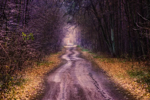 Camino Suciedad Través Del Follaje Colorido Otoño Túnel Otoño Través — Foto de Stock