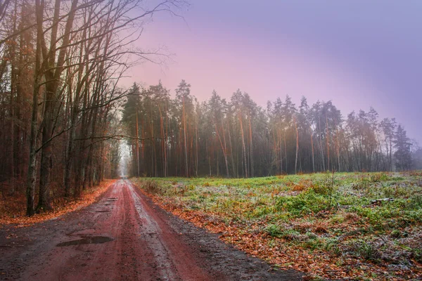 Magia Mistica Caduta Foresta Foresta Con Strada Magica Rurale Nella — Foto Stock