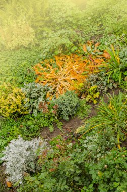 Sahne sonbahar çiçekleri tam bir sonbahar çiçeklenmesidir. Sonbahar bahçesinde çiçekler. Sonbahar bahçesinde sonbahar çiçekleri