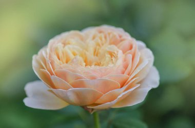 Beyaz güller Claire 'in çiçek açmış hali. Yeşil yapraklı beyaz gül çiçeği