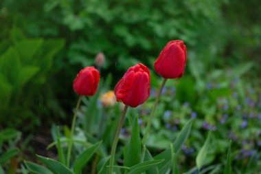 Yeşil arka planda kırmızı lale. Çiçek açan bahar çiçekleri