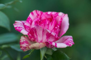 Bahçede güzel çizgili pembe bir sezgi