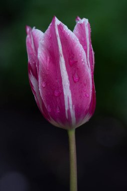 Mor lale çiçeği. Mor laleli tarla. Mor duble şakayık lale.