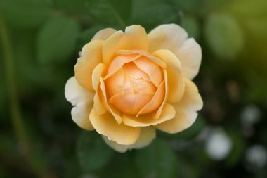 Bahçede yetişen portakal gülü. Yeşil yapraklı turuncu gül.