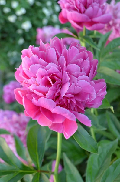 美しいピンクの牡丹が閉じます ピンクの牡丹の花を咲かせます ピンクの花牡丹が咲きます 牡丹夏の花 — ストック写真