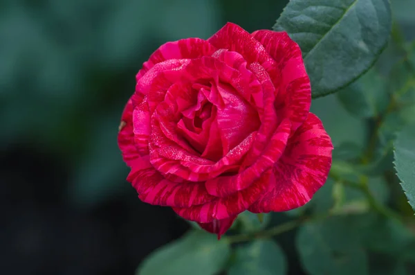 Colorful bush of striped roses in the garden. Beautiful red and white striped rose Red Intuition