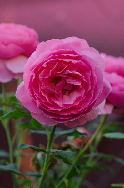Różowy Krzak Róży Angielskim Ogrodzie Różowa Róża Tle Angielska Róża — Zdjęcie stockowe