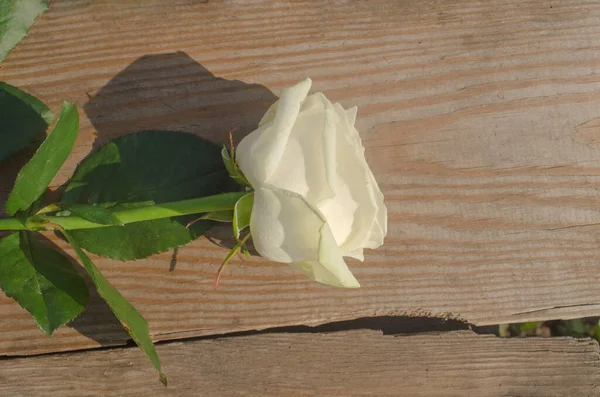 Piękne Białe Róże Drewnianym Tle — Zdjęcie stockowe