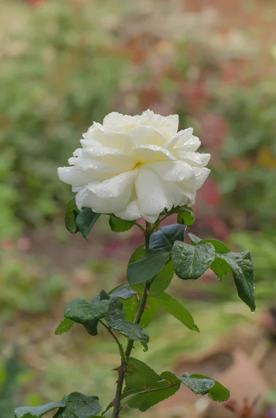 Hermosa Rosa Blanca Grandes Rosas Blancas Jardín — Foto de Stock