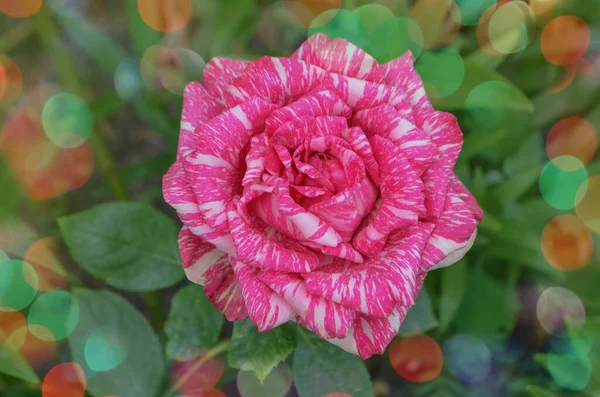 Colorful bush of striped roses in the garden. Pink roses with white stripes Pink Intuition