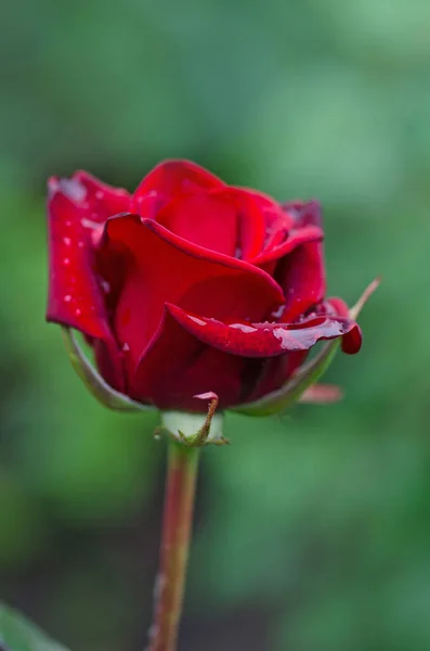 Vermelho Rosa Fundo Flor Rosas Vermelhas Arbusto Jardim Flor Rosa — Fotografia de Stock