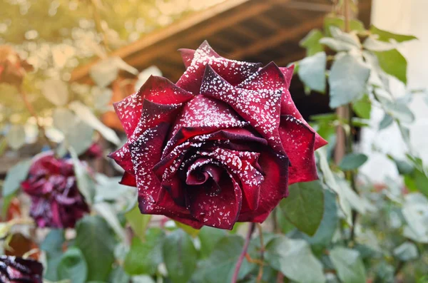 Red rose in small ice crystals in garden. Snow covered rose. Frozen beautiful flower