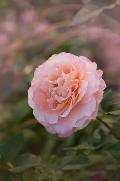 Красивая Оранжевая Роза Лепестки Цветов Волнистыми Краями — стоковое фото