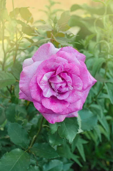 Hermosa Rosa Color Púrpura Rosas Lavanda Florecientes Arbusto Jardín Rosas — Foto de Stock