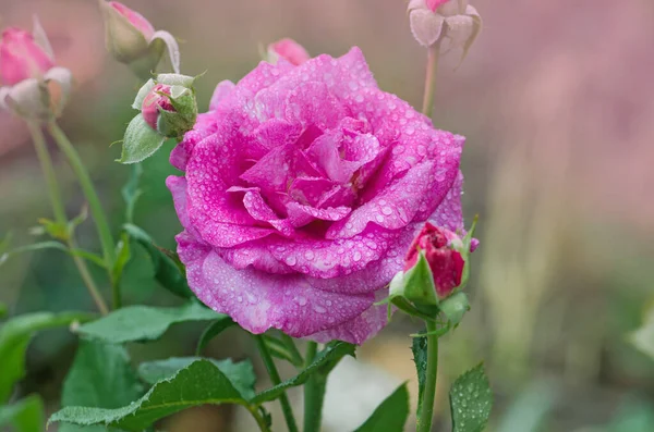 Indah Blue River Naik Purple Lavender Rose Garden — Stok Foto