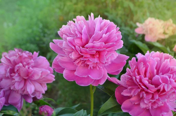 ピンクの牡丹の花を咲かせます ピンクの花牡丹が咲きます 牡丹の夏の花 美しい香りの牡丹の花 — ストック写真