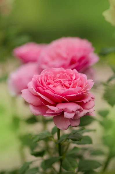 Rosa Inglesa Jardín Rosa Inglesa Jardín Verano — Foto de Stock