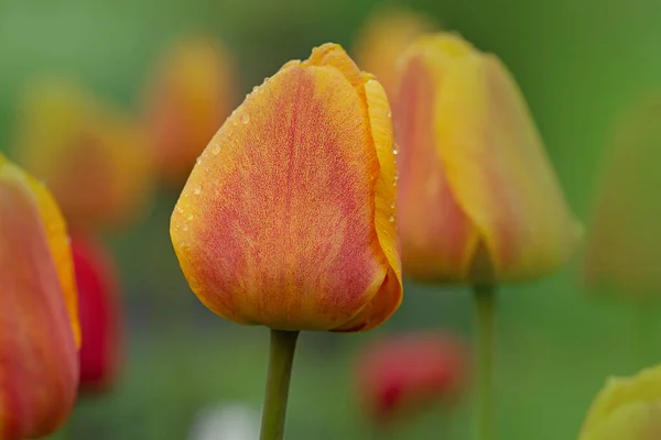 Beautiful yellow tulips. Yellow tulip field. Yellow tulip over green background