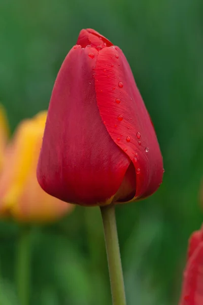 Dużo Czerwonego Tulipana Polu Piękny Czerwony Tulipan Polu Tulipanowej Farmie — Zdjęcie stockowe