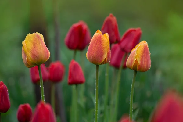 Landscape Tulip Field Tulip Field Spring Mix Color Tulip Flower — Stock Photo, Image