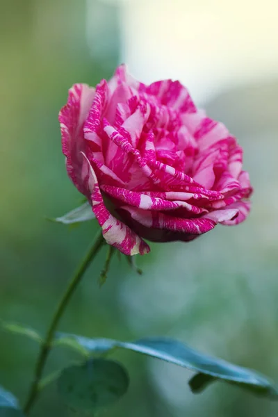 Beautiful striped rose Pink Intuition in the garden