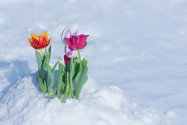 Neve Caindo Flores Tulipa Tulipa Crescer Neve Condições Meteorológicas Anormais — Fotografia de Stock