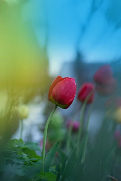 Rode Tulpen Tuinachtergrond Rode Kleurrijke Tulp — Stockfoto