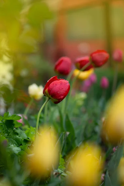 Mix Spring Tulips Flowers Mixed Color Tulips Garden Landscape Tulip — Stock Photo, Image