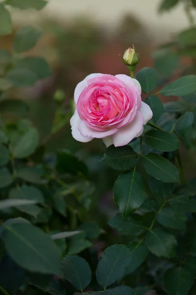 Pink White Roses Eden Rose Summer Garden English Roses — Stock Photo, Image