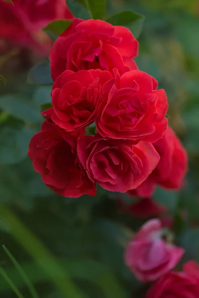 Naturliga Röda Rosor Bakgrund Röda Rosor Buske Trädgård — Stockfoto