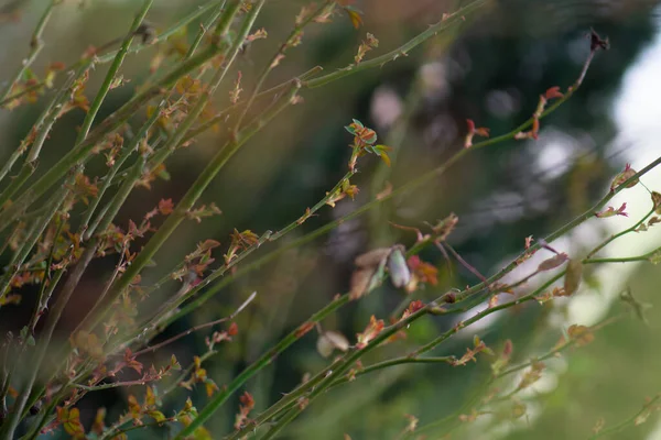 Green plants with rose leaves. Natural green roses leaves in the garden.